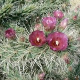 Cylindropuntia rosea P1150298.JPG